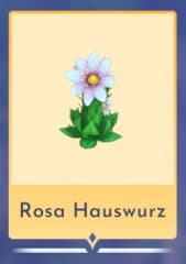 Rosa Hauswurz