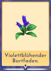 Violett blühender Bartfaden