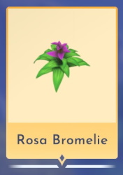 Rosa Bromelie
